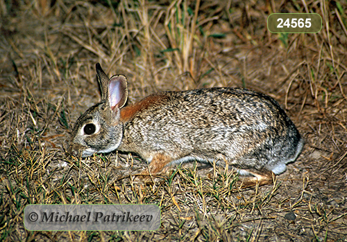 Eastern Cottontail (Sylvilagus floridanus)